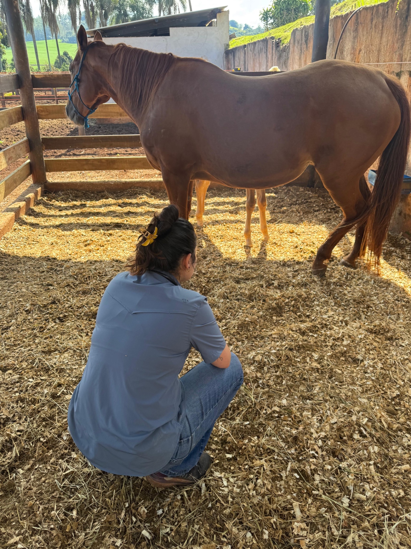 Suporte a haras